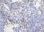 CD99 Antibody in Immunohistochemistry (Paraffin) (IHC (P))
