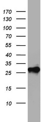 CD99 Antibody in Western Blot (WB)