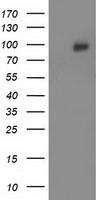 CDCP1 Antibody in Western Blot (WB)