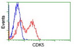 CDK5 Antibody in Flow Cytometry (Flow)