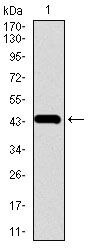 Chromogranin A Antibody in Western Blot (WB)
