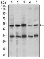 Chromogranin A Antibody in Western Blot (WB)