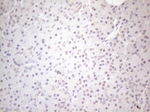 CNOT2 Antibody in Immunohistochemistry (Paraffin) (IHC (P))