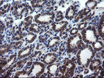CNOT4 Antibody in Immunohistochemistry (Paraffin) (IHC (P))