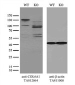 COL6A1 Antibody in Western Blot (WB)