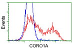 CORO1A Antibody in Flow Cytometry (Flow)