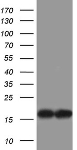 COX17 Antibody in Western Blot (WB)