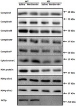 MTCO1 Antibody in Western Blot (WB)