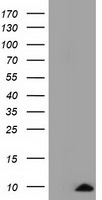 COX6A1 Antibody in Western Blot (WB)