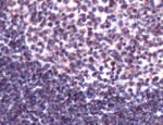 CBP Antibody in Immunohistochemistry (Paraffin) (IHC (P))