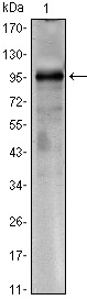 Torc1 Antibody in Western Blot (WB)