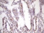 CSF2 Antibody in Immunohistochemistry (Paraffin) (IHC (P))