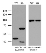 CSNK1E Antibody in Western Blot (WB)
