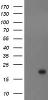 CST3 Antibody in Western Blot (WB)