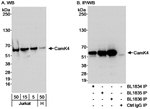 CamK4 Antibody in Western Blot (WB)