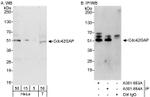 Cdc42GAP Antibody in Western Blot (WB)