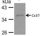 Connexin 37 Antibody in Western Blot (WB)