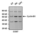Cyclin B1 Antibody in Western Blot (WB)