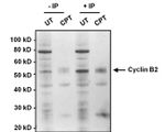 Cyclin B2 Antibody in Immunoprecipitation (IP)