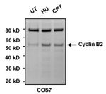 Cyclin B2 Antibody in Western Blot (WB)