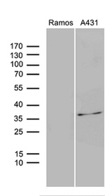 DAPP1 Antibody in Western Blot (WB)
