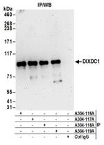 DIXDC1 Antibody in Immunoprecipitation (IP)
