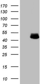 DMRT1 Antibody in Western Blot (WB)