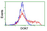 DOK7 Antibody in Flow Cytometry (Flow)