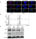 CD262 (DR5) Antibody in Flow Cytometry (Flow)