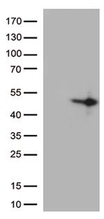 DUSP1 Antibody in Western Blot (WB)