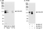 E1B-AP5 Antibody in Western Blot (WB)