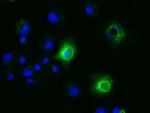 EFNA2 Antibody in Immunocytochemistry (ICC/IF)