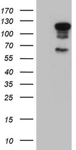 ELF1 Antibody in Western Blot (WB)