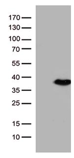 ENOPH1 Antibody in Western Blot (WB)