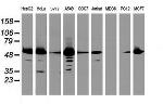 EPHX1 Antibody in Western Blot (WB)