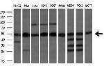 ETF1 Antibody in Western Blot (WB)