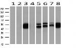 ETS2 Antibody in Western Blot (WB)