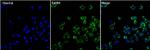 EphB4 Antibody in Immunocytochemistry (ICC/IF)