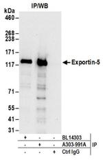 Exportin-5 Antibody in Western Blot (WB)