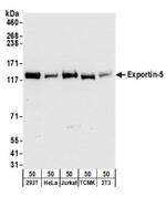 Exportin-5 Antibody in Western Blot (WB)