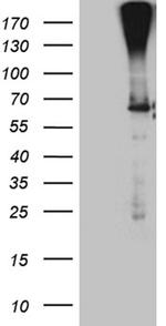 F10 Antibody in Western Blot (WB)