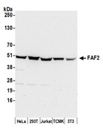FAF2/ETEA Antibody in Western Blot (WB)