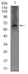 FceR1 alpha Antibody in Western Blot (WB)