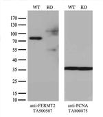 FERMT2 Antibody in Western Blot (WB)