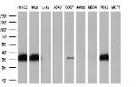 FHL1 Antibody in Western Blot (WB)