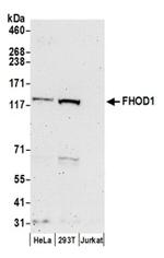 FHOD1 Antibody in Western Blot (WB)
