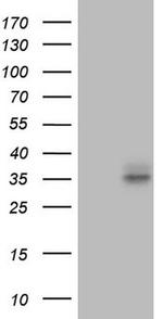 FOLR2 Antibody in Western Blot (WB)