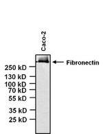 Fibronectin Antibody in Western Blot (WB)
