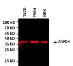 GAPDH Loading Control Antibody in Western Blot (WB)