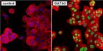 GATA3 Antibody in Immunocytochemistry (ICC/IF)